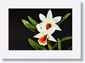 The first stack of 14 images was shot at 67mm, ISO 125, 1/30s f/6.3. Rendered with Helicon Focus, method C and saved to Capture One Pro 10 as Adobe DNG.