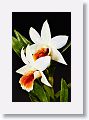 The second stack of 20 images was shot as 81mm, ISO 100, 1/30s f/6.3. Rendered with Helicon Focus, method C and saved to Capture One Pro 10 as Adobe DNG.
