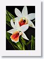 The third stack of 20 images was shot at 98mm. Rendered with Helicon Focus, method C and saved to Capture One Pro 10 as Adobe DNG.