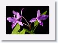 Today's latest orchid photos with Helicon Focus. ISO 160, 1/30 s, f/5.  The second stack of 11 images were shot at 74mm.  All stacks were processed with Method C then finished in Capture One.