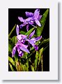 Today's latest orchid photos with Helicon Focus. ISO 160, 1/30 s, f/5.  The third stack of 19 images were shot at 62mm. All stacks were processed with Method C then finished in Capture One.