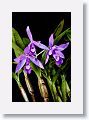 Today's latest orchid photos with Helicon Focus. ISO 160, 1/30 s, f/5. The last stack of 21 images were shot at f/5.6 and 76mm. All stacks were processed with Method C then finished in Capture One.