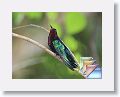 Birding * (51 Slides)