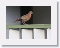 Zenaida Dove