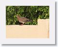 Zenaida Dove