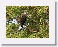 Scaly-naped or Red-necked Pigeon