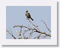 Tropical Kingbird