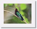 Purple-throated Carib