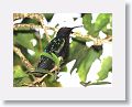 Purple-throated Carib