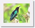Purple-throated Carib