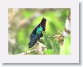 Purple-throated Carib