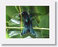 Purple-throated Carib