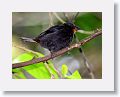 Lesser Antillean Bullfinch