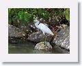 Snowy Egret