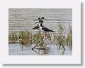 Black-necked Stilt
