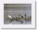 Great Egret and Black-necked Stilt