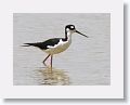 Black-necked Stilt