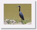 Little Blue Heron