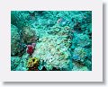 Harbour Reef is a large, circular reef in the middle between 2 shipping lanes