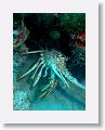 Harbour Reef is a large, circular reef in the middle between 2 shipping lanes