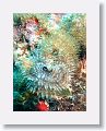 Harbour Reef is a large, circular reef in the middle between 2 shipping lanes