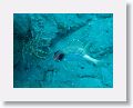 Harbour Reef is a large, circular reef in the middle between 2 shipping lanes