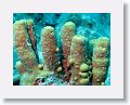 Harbour Reef is a large, circular reef in the middle between 2 shipping lanes