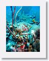 Harbour Reef is a large, circular reef in the middle between 2 shipping lanes