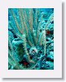 Harbour Reef is a large, circular reef in the middle between 2 shipping lanes