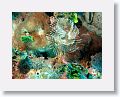Harbour Reef is a large, circular reef in the middle between 2 shipping lanes