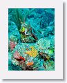Harbour Reef is a large, circular reef in the middle between 2 shipping lanes