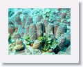 Harbour Reef is a large, circular reef in the middle between 2 shipping lanes
