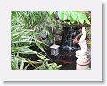 Koi Pond at Ocean Terrace Inn, St Kitts