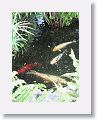 Koi Pond at Ocean Terrace Inn, St Kitts