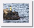 Fishing from a breakwater