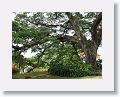 370 year old Saman tree at Romney Manor