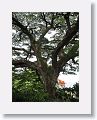 370 year old Saman tree at Romney Manor
