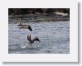 Pelicans and Frigates use the uplift from the small cliff at OTI as they fish the harbour
