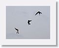Pelicans and Frigates use the uplift from the small cliff at OTI as they fish the harbour