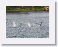 Pelicans and Frigates use the uplift from the small cliff at OTI as they fish the harbour