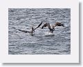 Pelicans and Frigates use the uplift from the small cliff at OTI as they fish the harbour