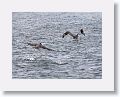Pelicans and Frigates use the uplift from the small cliff at OTI as they fish the harbour