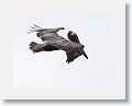 Pelicans and Frigates use the uplift from the small cliff at OTI as they fish the harbour