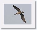 Pelicans and Frigates use the uplift from the small cliff at OTI as they fish the harbour