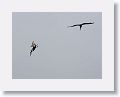 Pelicans and Frigates use the uplift from the small cliff at OTI as they fish the harbour