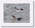 Pelicans and Frigates use the uplift from the small cliff at OTI as they fish the harbour