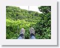 Sky Safaris Zipline at Wingfield Estates ruin, line #3 (Mango Tango) which is 1000ft long
