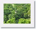 Sky Safaris Zipline at Wingfield Estates ruin, line #3 (Mango Tango) which is 1000ft long
