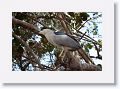 In February, Black-crowned Night-herons are nesting at the Sanctuary