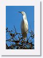Snowy Egret